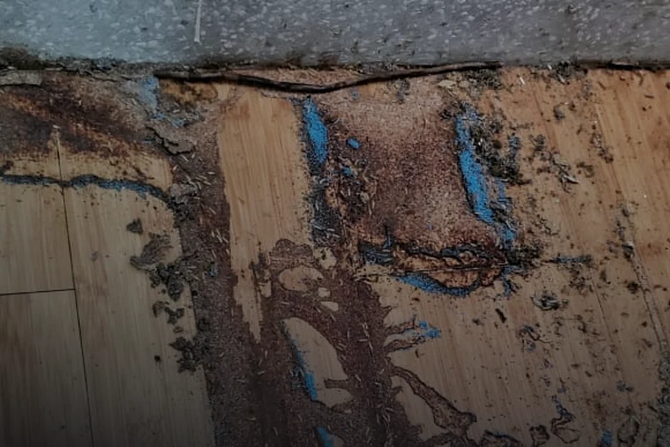 木作與牆角附近出現白蟻活動泥線